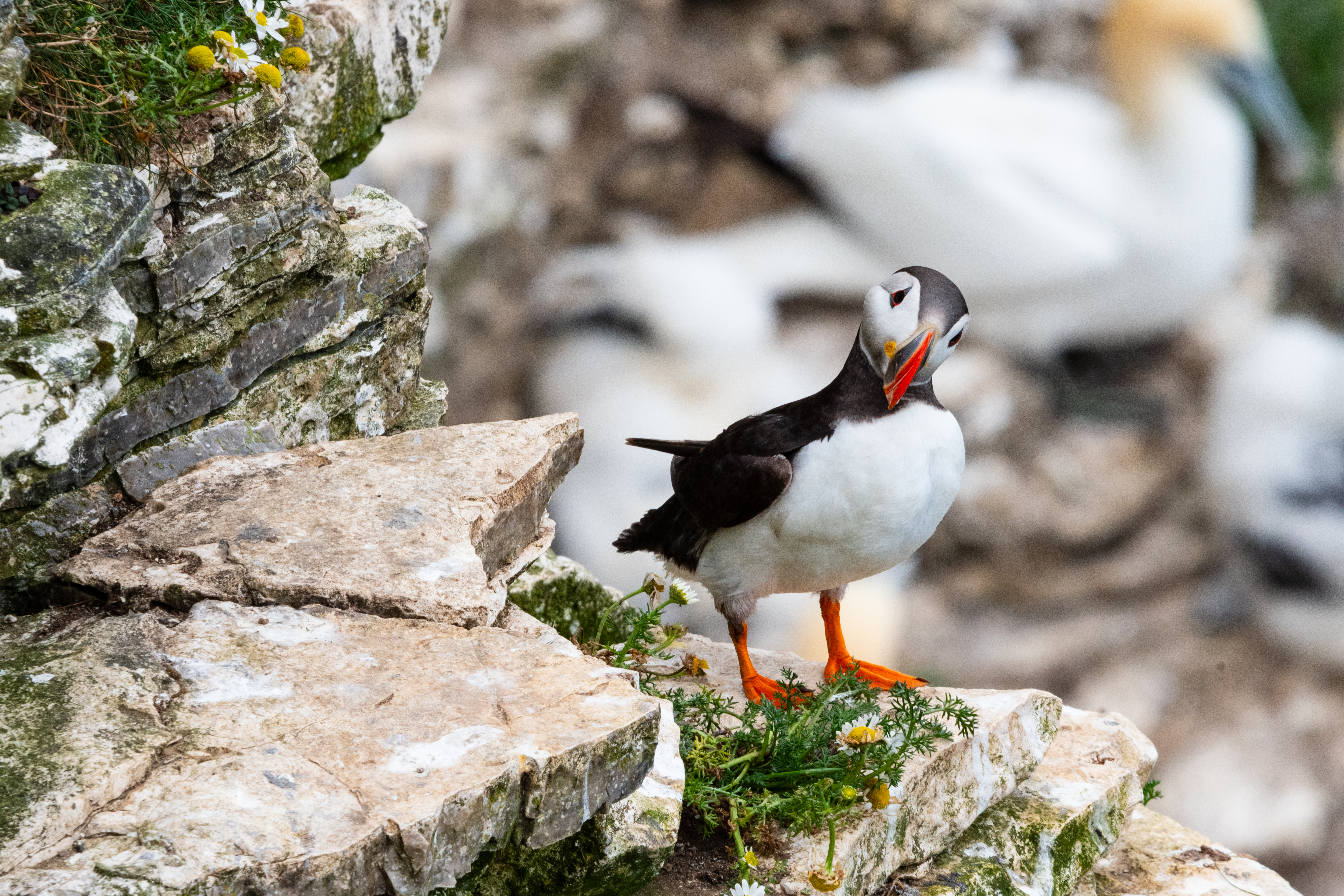 Puffin at Bempton Cliffs