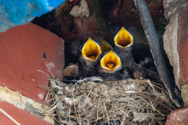 Swallow chicks in the nest