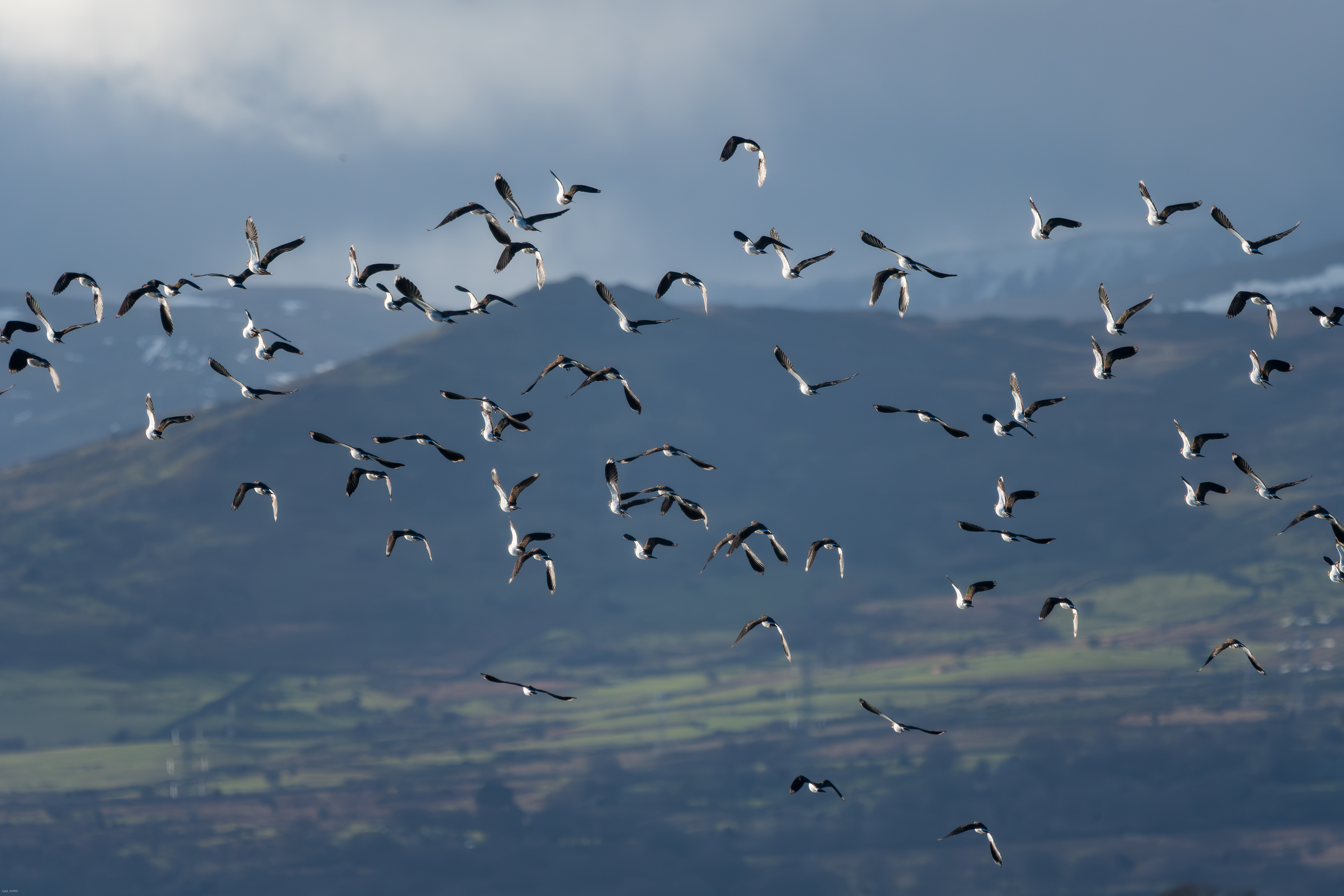 Northern Lapwings take flight in Conwy