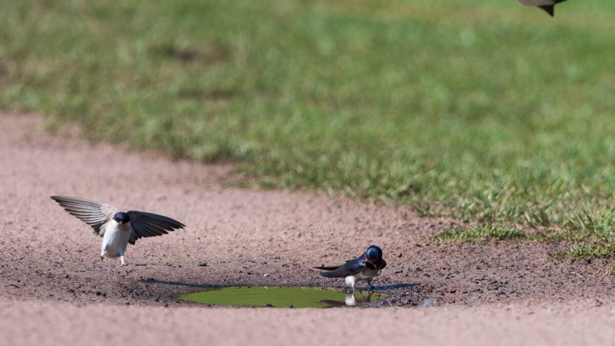 Barn Swallows enjoying a puddle