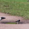 Barn Swallows enjoying a puddle