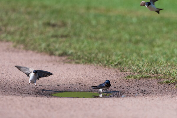 Barn Swallows enjoying a puddle