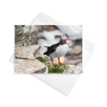Atlantic Puffin Blank Greeting Card
