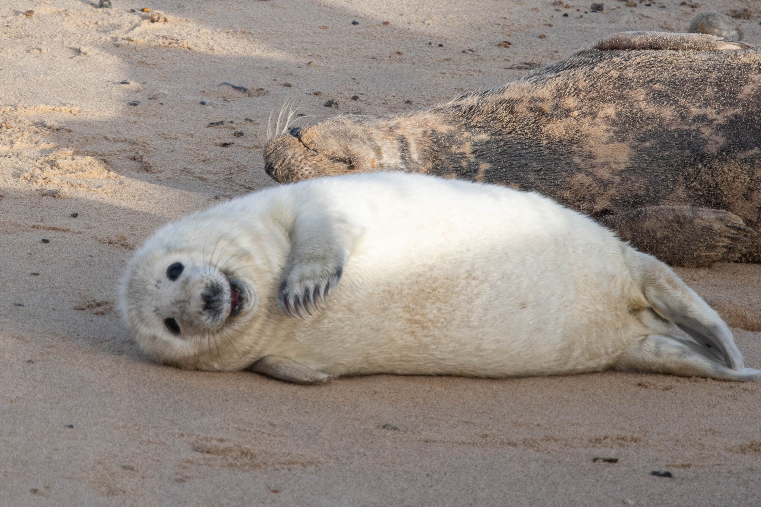 Seal pup at Horsey Gap