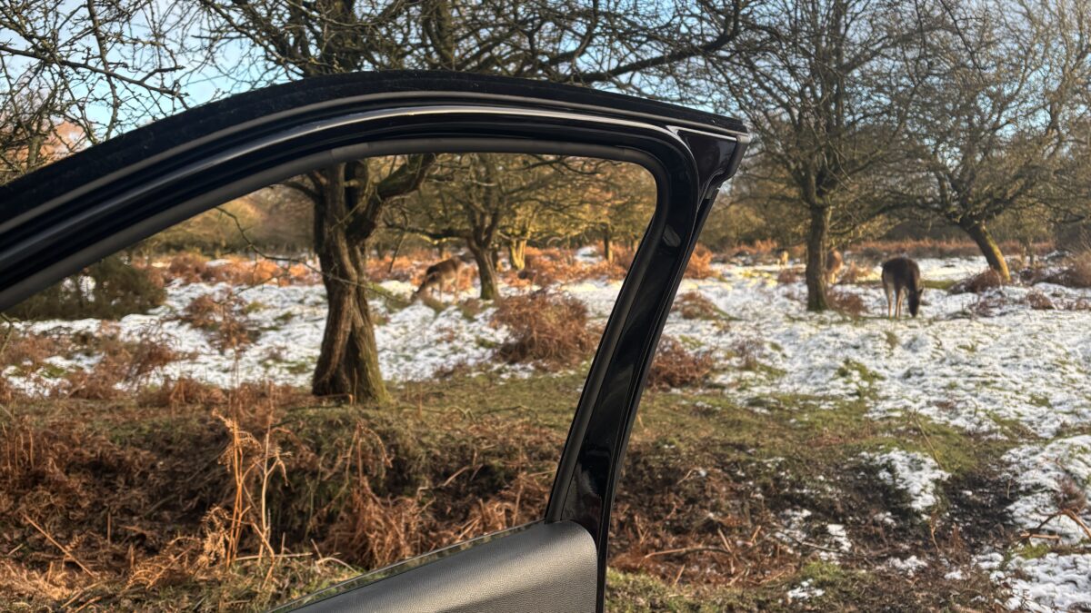 Wildlife photography from the car