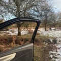 Wildlife photography from the car