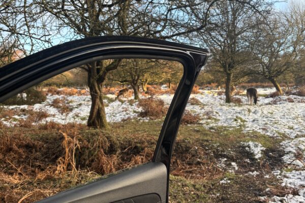 Wildlife photography from the car