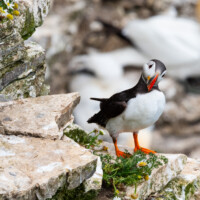 Puffin at Bempton Cliffs