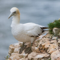 Gannet, Bempton Cliffs