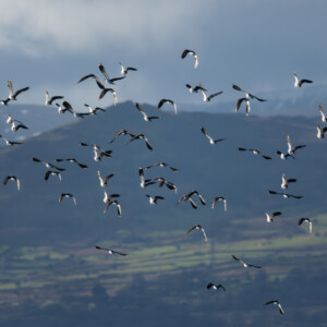 Northern Lapwings take flight in Conwy