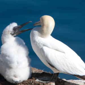 Gannet and Chick