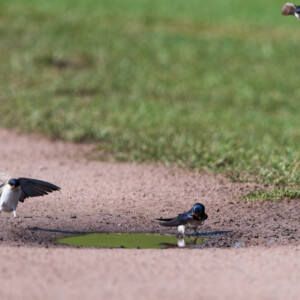 Barn Swallows enjoying a puddle