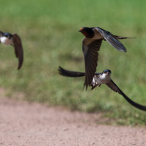 Barn Swallows in flight