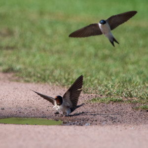 Barn Swallows