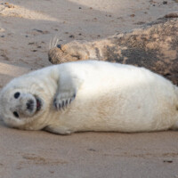 Seal pup at Horsey Gap Seal pup at Horsey Gap